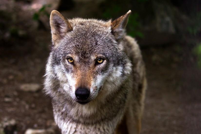 Preview wallpaper wolf, predator, snout, eyes 1920x1080