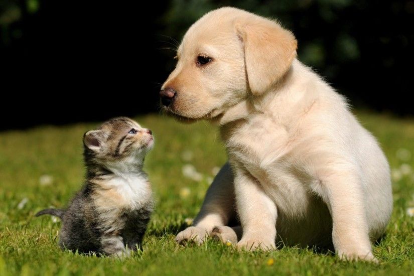 Free Dog And Cat Wallpaper Desktop Background Â« Long Wallpapers ...