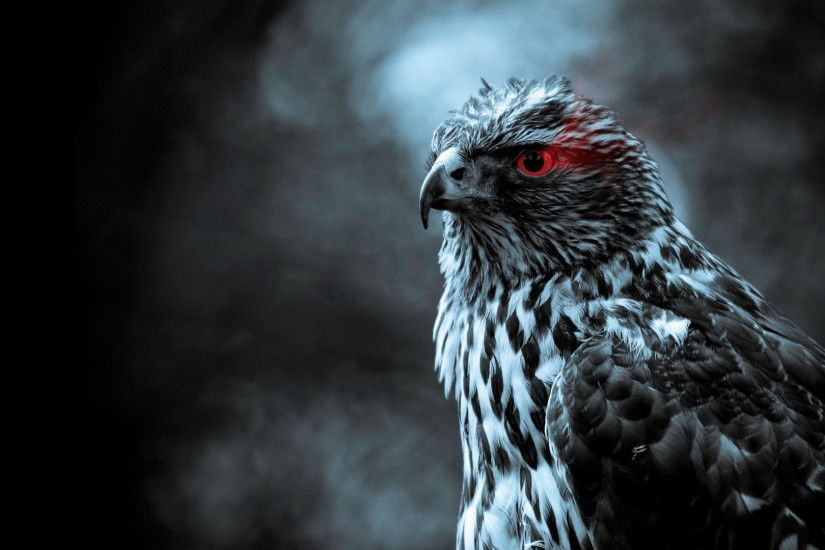 Awesome Falcon, High Definition Backgrounds, Gwyneth Hinman