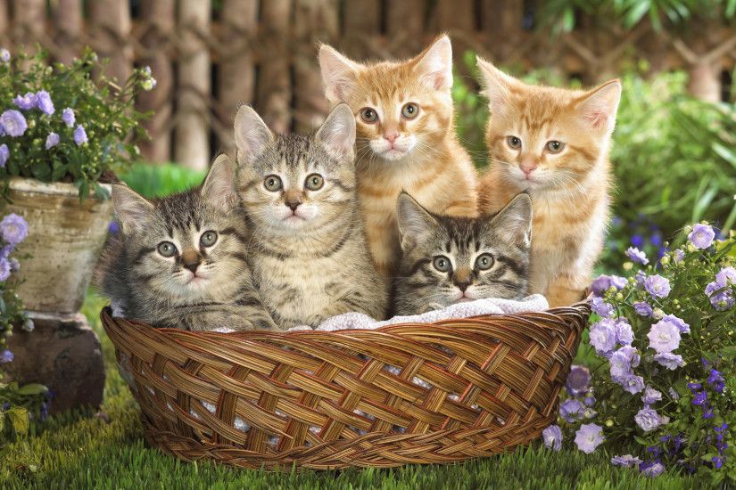 40 Cute Cats Wide Screen Wallpapers - Cute Cat Wallpapers