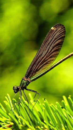 1080x1920 Wallpaper dragonfly, insect, grass, wings, flight