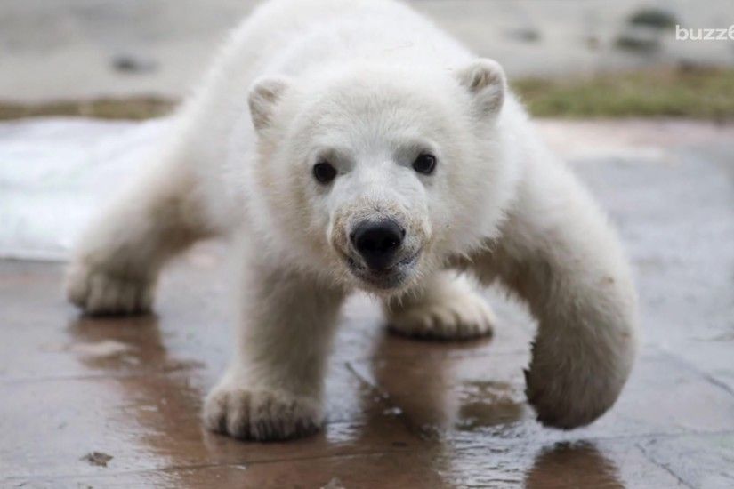 Meet Juno, the Toronto Zoo's Adorable Baby Polar Bear