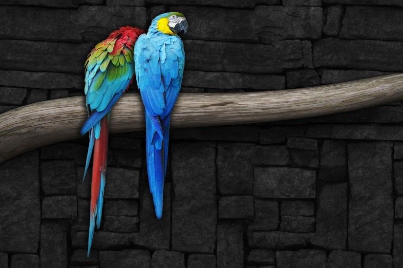 parrot hd 1080p desktop wallpaper 0003