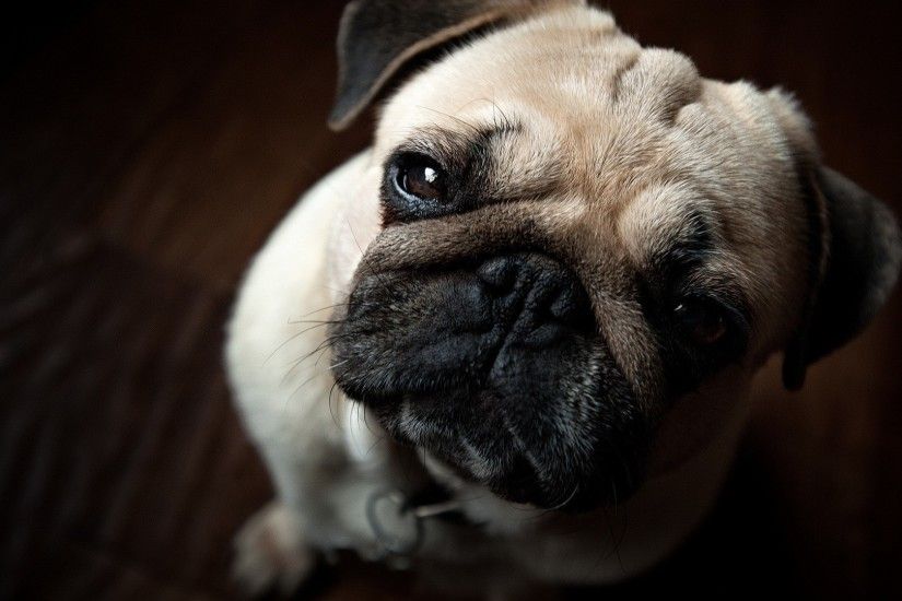 Pug Wallpaper Pictures 15272
