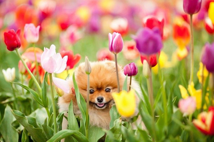 Cute pomeranian puppies background