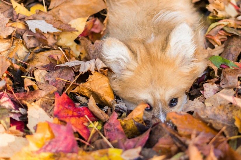 Fall Tag - Autumn Nature Fall Forest Landscape Tree Leaves Dog Photos Free  for HD 16