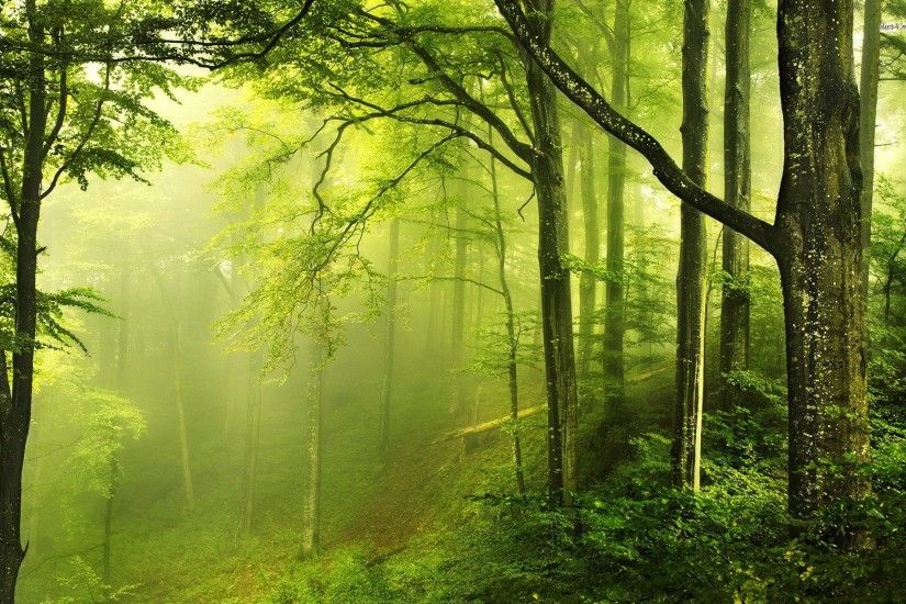 Green Forest Wallpapers - Full HD wallpaper search - page 7