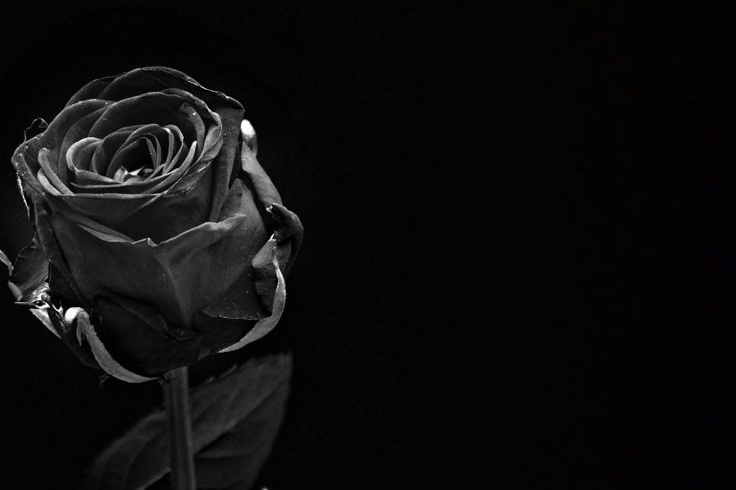 ... hope, greeting card, emotion, mourning, rose bloom, wellness,  consolation, black background, monochrome photography, floral card,  trauerkarte, black ...