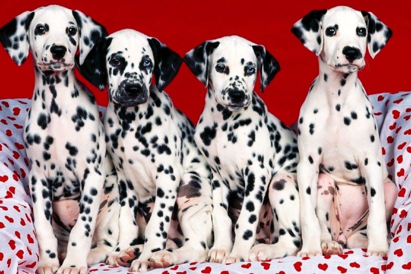 Free Dalmatian Wallpapers And Backgrounds | All Puppies Pictures .