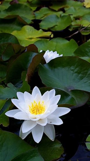 White Lotus Flower Galaxy Note 3 Wallpapers