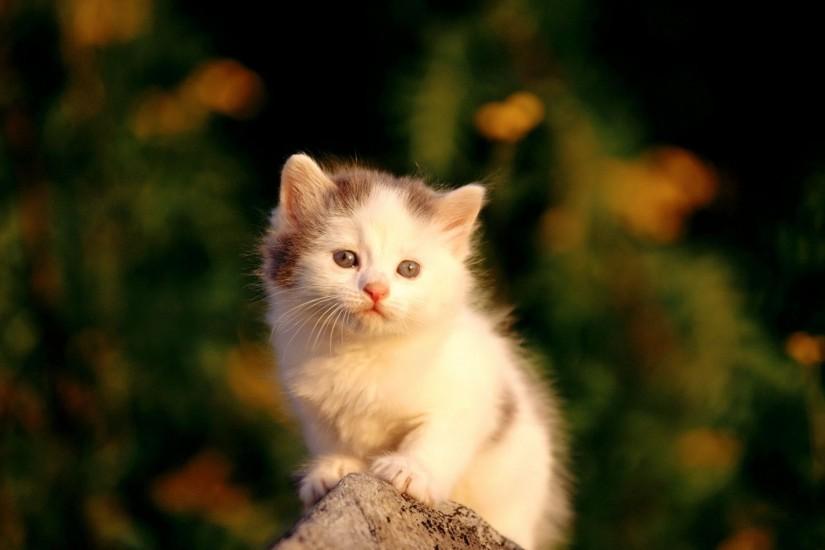 Sad Baby Cat Kitten Wallpaper