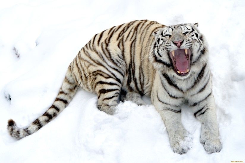 White Tiger Provoke Desktop Background. Download 2600x1730 ...