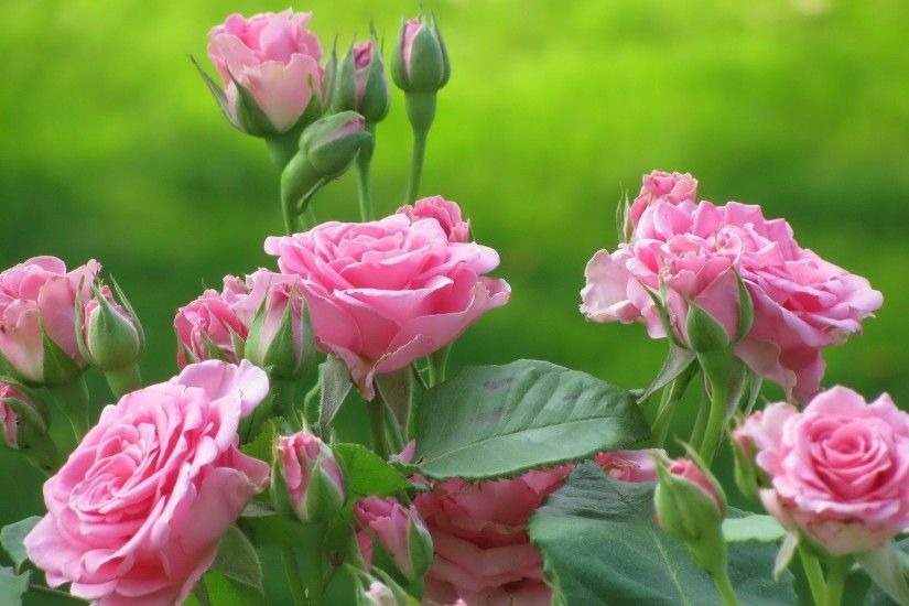 Beautiful Pink roses HD wallpaper