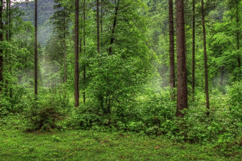 Forest Background 736018