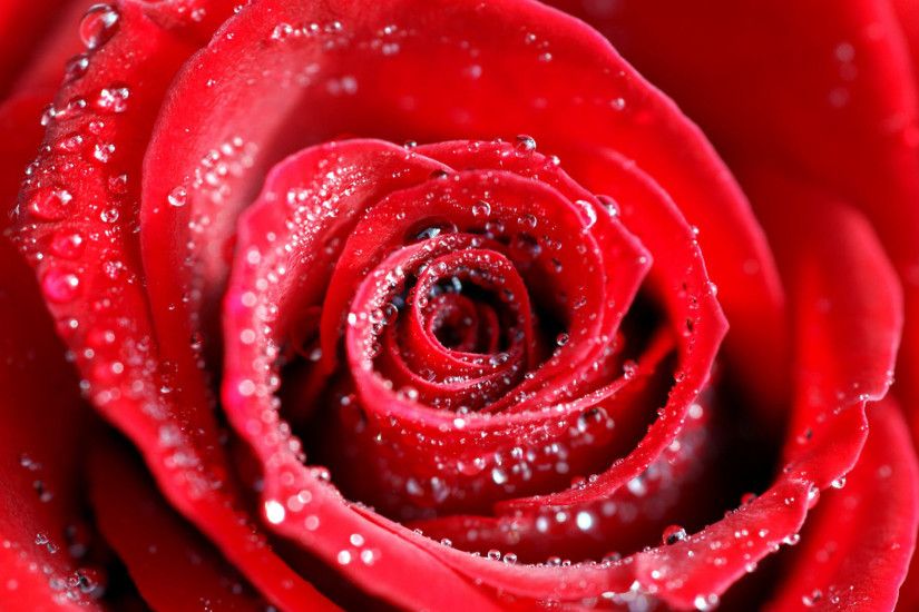Water Drops on Red Rose