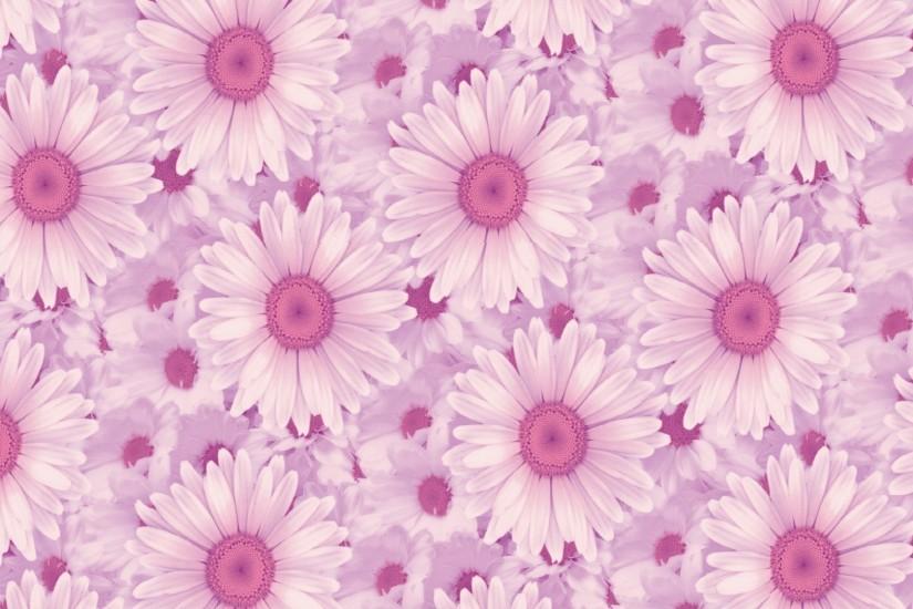 Pink Daisy Background Wallpaper ...