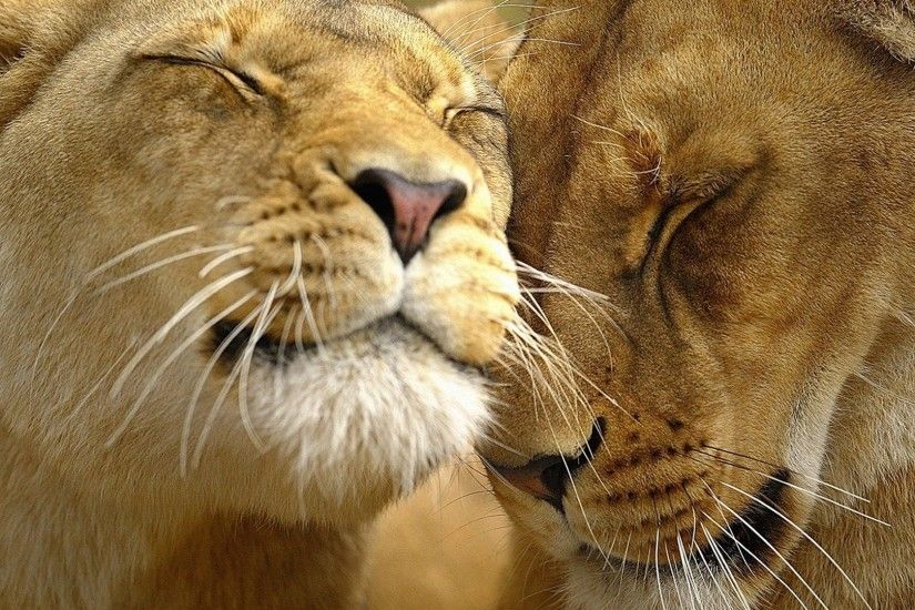 Lions in Love Wallpaper Big Cats Animals