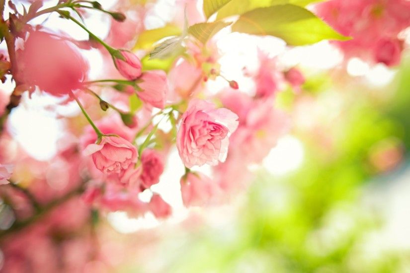 Spring Flowers Wallpaper High Quality