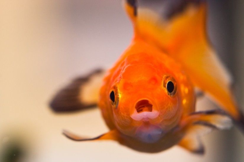 HD Wallpaper 2: Goldfish