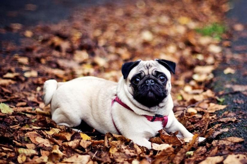 Pug Dog Wallpapers | Pug Dog Pictures Free Download | Cool Wallpapers