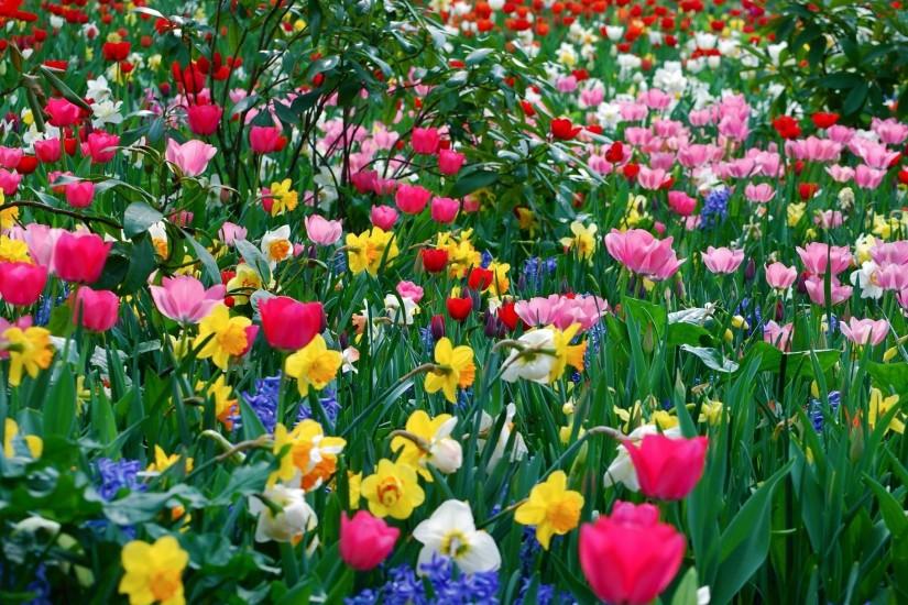 free spring backgrounds 2560x1536 for xiaomi