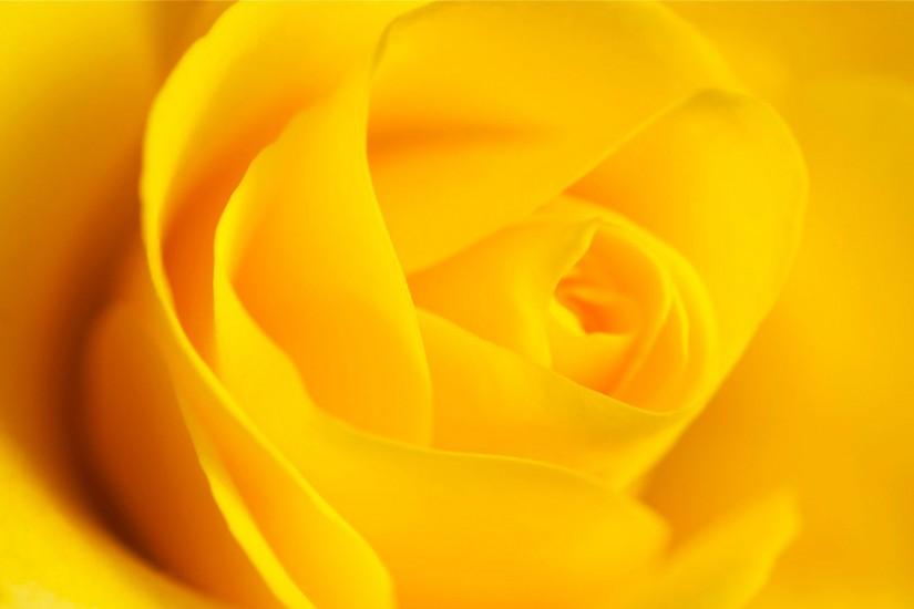 Rose flower, yellow background