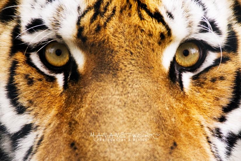 tiger wallpaper 2560x1600 mobile