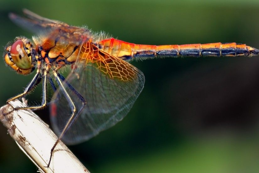 1920x1080 Wallpaper dragonfly, insect, grass, flying