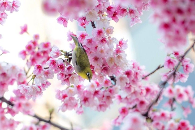Bird Spring Sakura Cherry Blossom Wallpaper