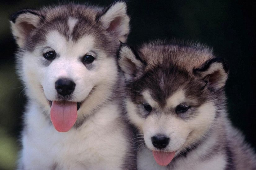 Siberian-Husky-Puppies-Wallpaper-1