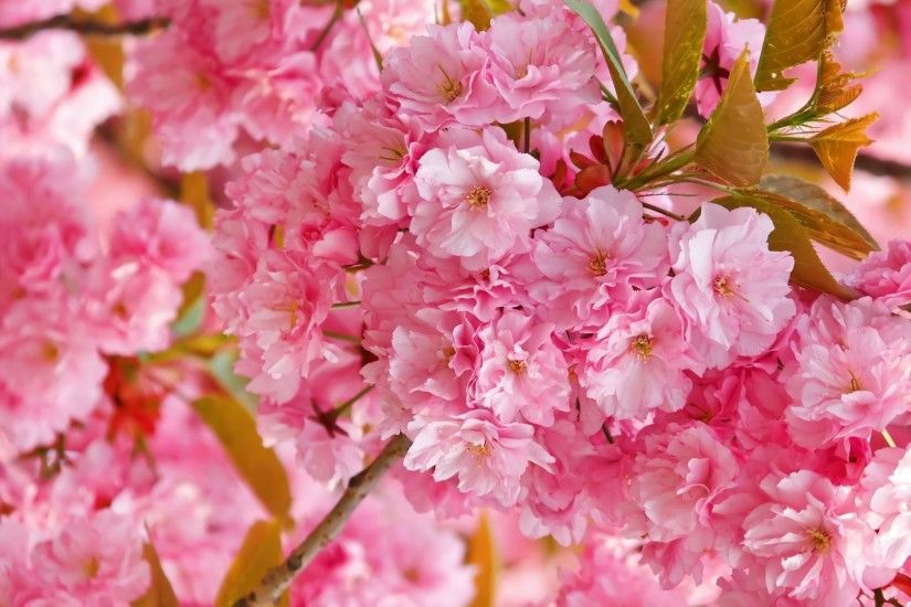 Beautiful pink blossoms wallpaper
