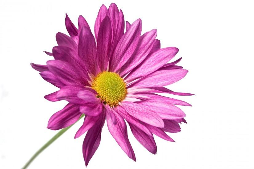 Purple Flower Isolated o White Background Free Stock Photo and .