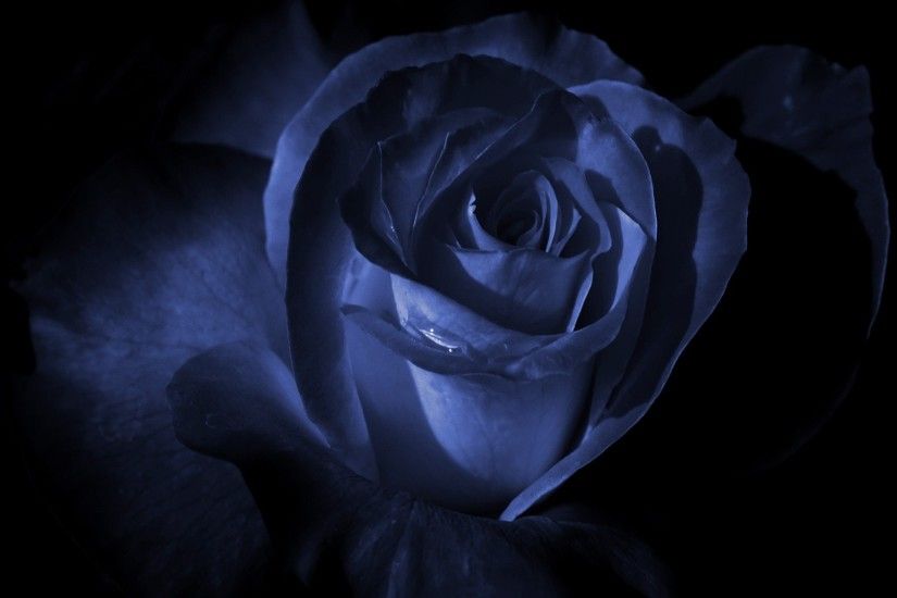 Blue Rose in the dark