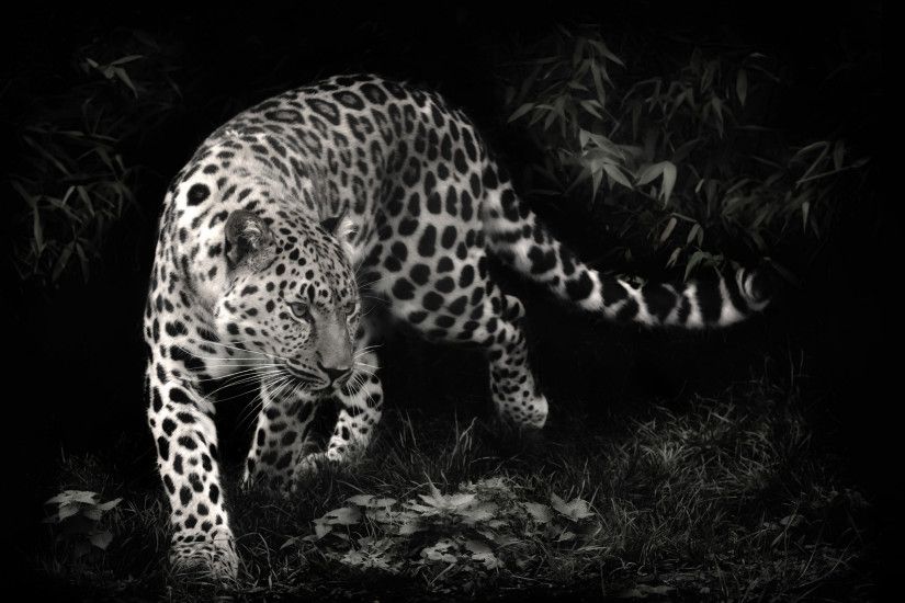 Black Leopard Backgrounds - Wallpaper Cave Snow Leopard - Black And White  Portrait HD desktop wallpaper .