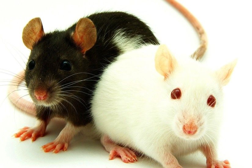 Facts & Myths | Pet Rats - YouTube ...