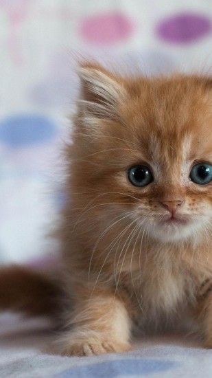 Beauty kitten