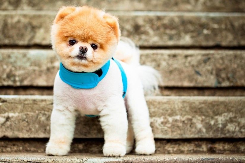 Pics Photos - Boo The Cutest Dog Wallpapers 28728 1680x1050