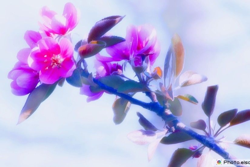 Cool Flower HD Wallpaper Free Download
