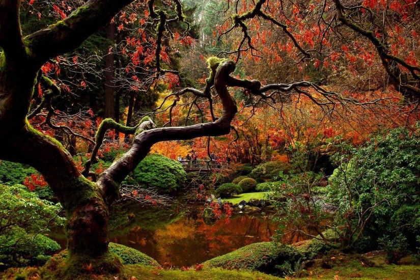 Japanese garden in the autumn