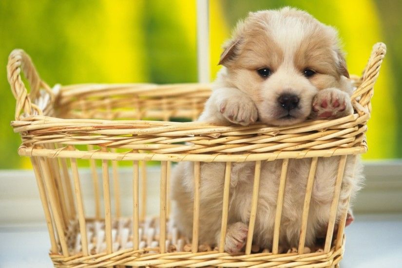 Best top 10 Cute Dog HD Wallpapers for mobile and phone. And can use for  any Computer, Laptop or Mobile and Tablet. All free Download.