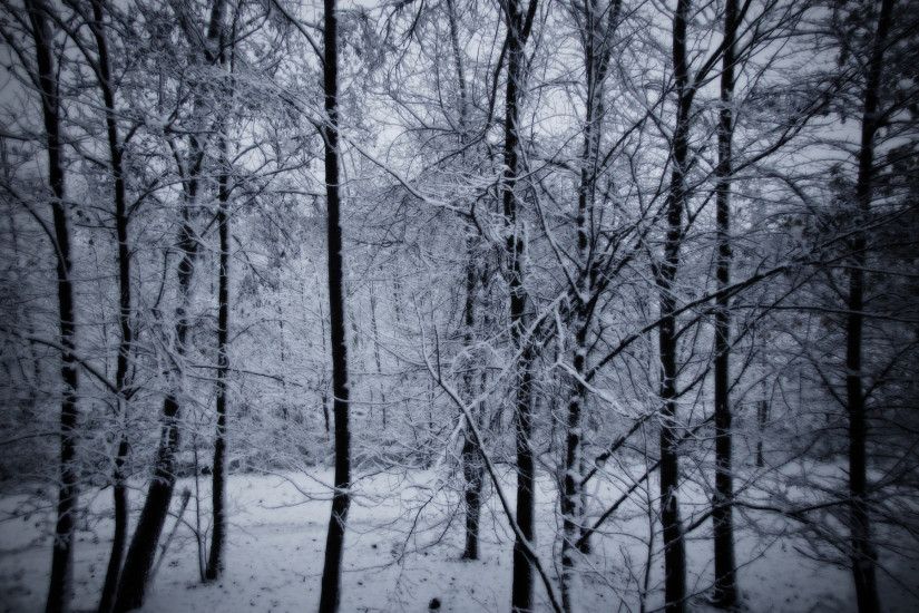 dark snowy woods wallpaper - photo #4. 429 best Beautiful Angels images on  Pinterest Angel