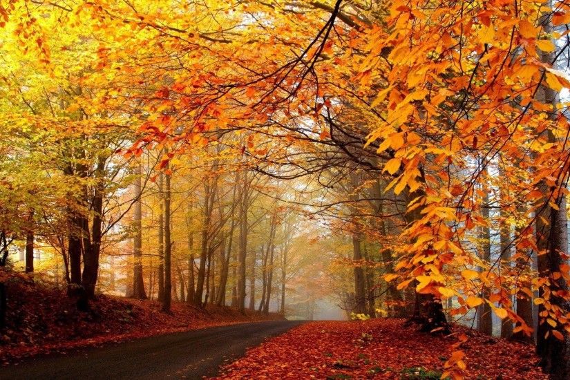 Yellow, What an Uncomparable Scene - Autumn Natural Scenery