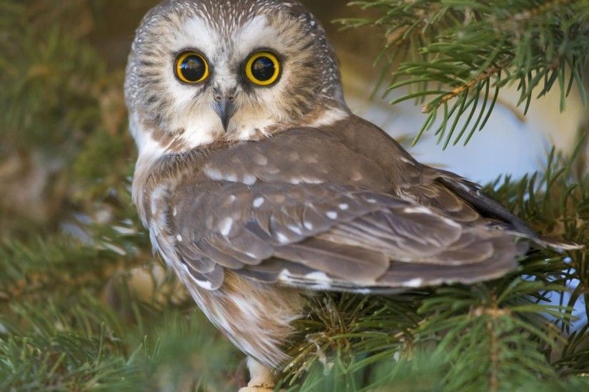 Owlet in a pine tree wallpaper