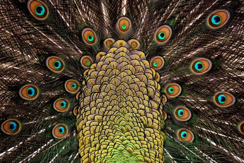 Peacock Feathers 4K 5K Wallpaper