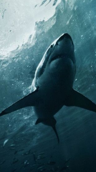 Shark ios 9 wallpaper iphone 6 with id 13028 - Free Iphone Wallpapers