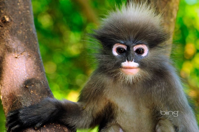 Dusky Leaf monkey, Khao Sam Roi Yot National Park, Thailand Wallpaper HD