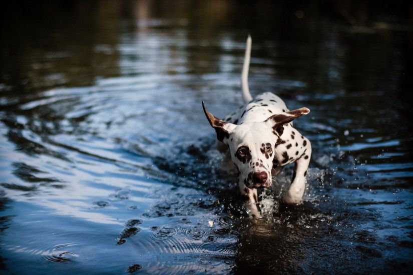 Animal - Dalmatian Dog Water Muzzle Splash Wallpaper