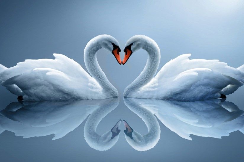 Swan Love Desktop Wallpaper