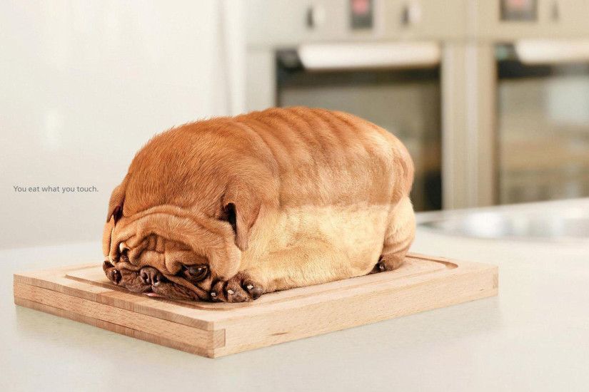 hd pics photos cute pug dog funny bread hd quality desktop background  wallpaper
