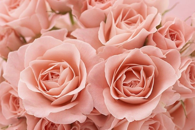 Pink Roses Tumblr Background